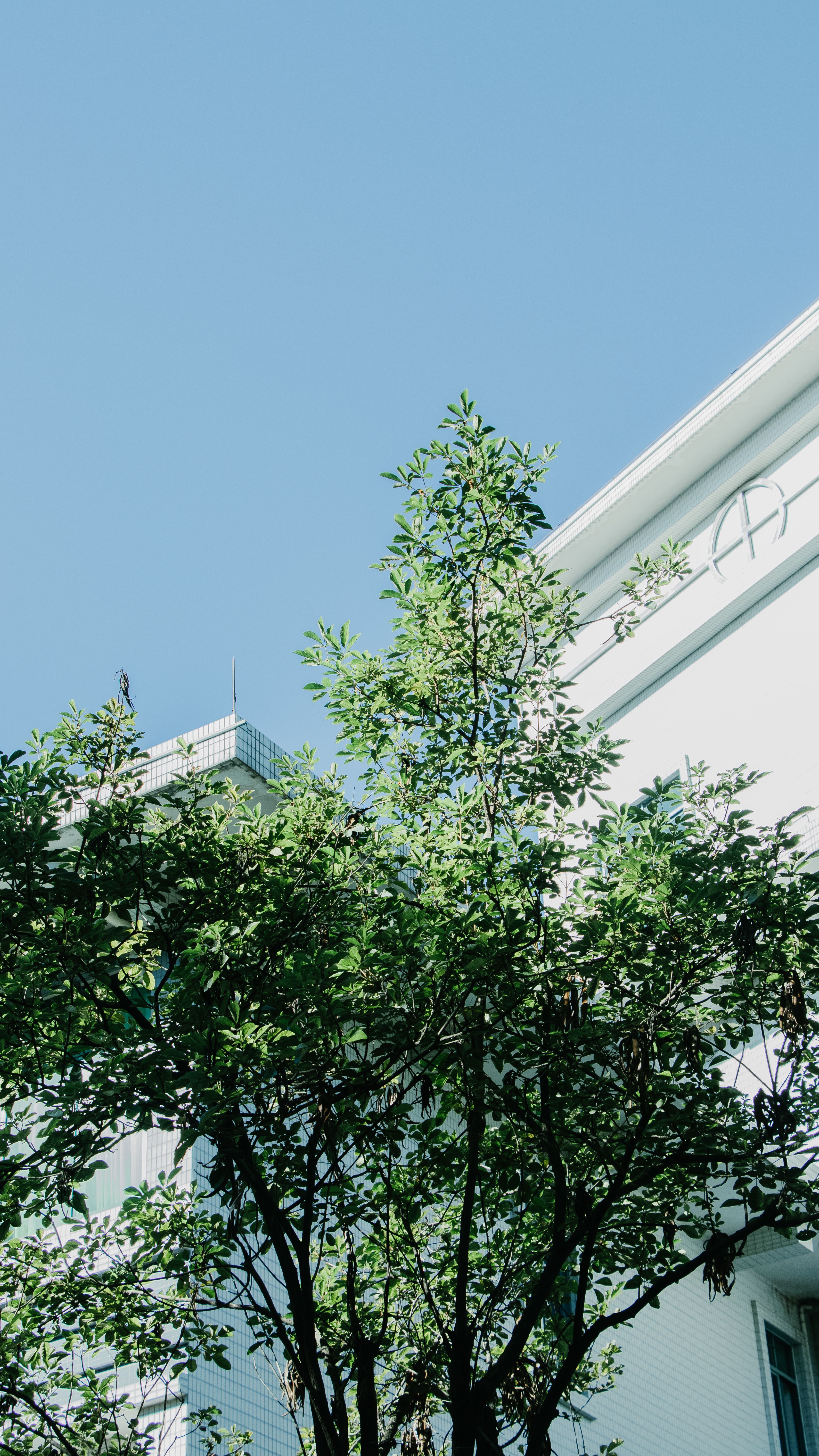 Low Angle Shot of a Green Tree near a White Building under a Blue Sky ...