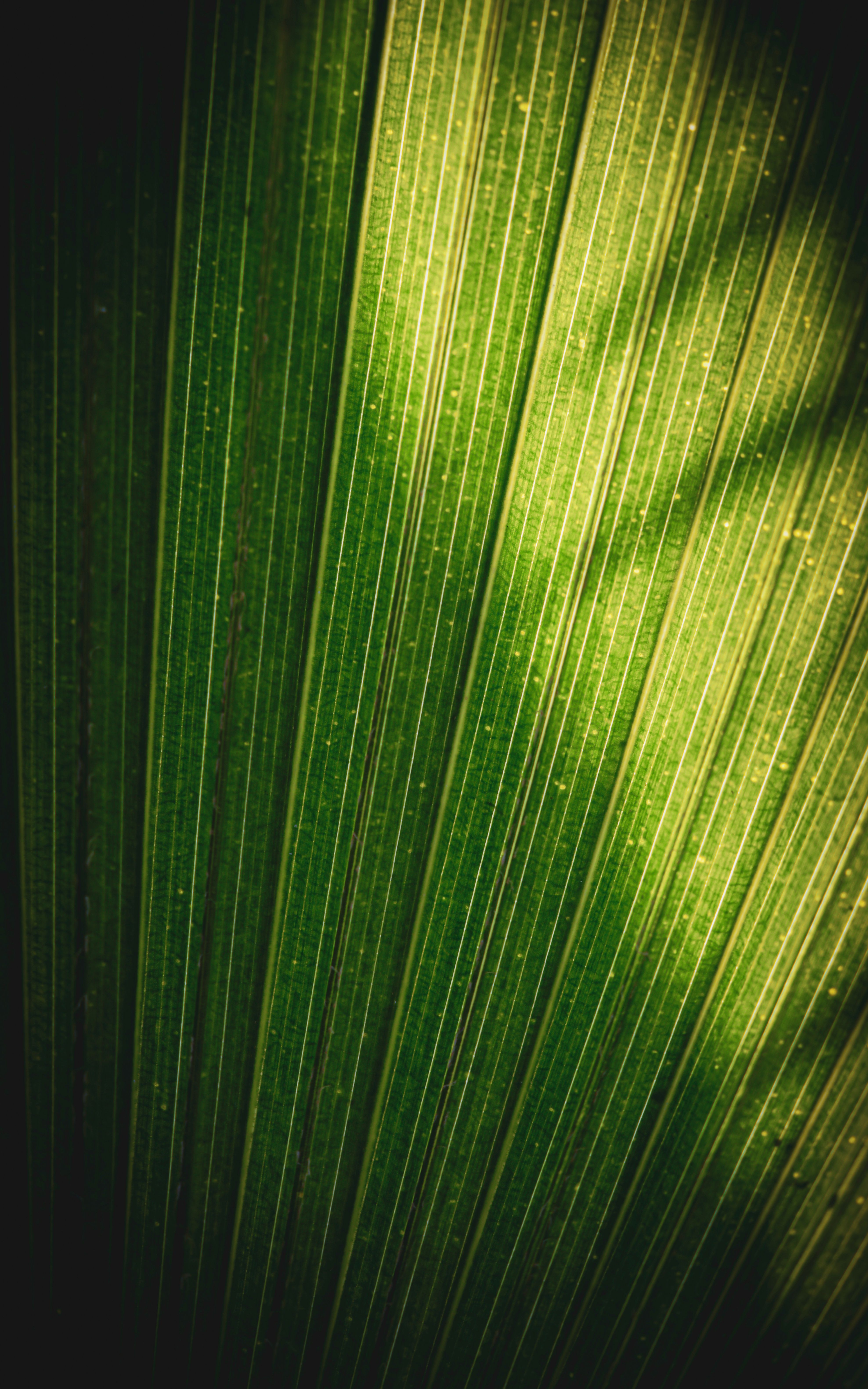 Detailed close-up of a vibrant green leaf showcasing natural texture and sunlight patterns.