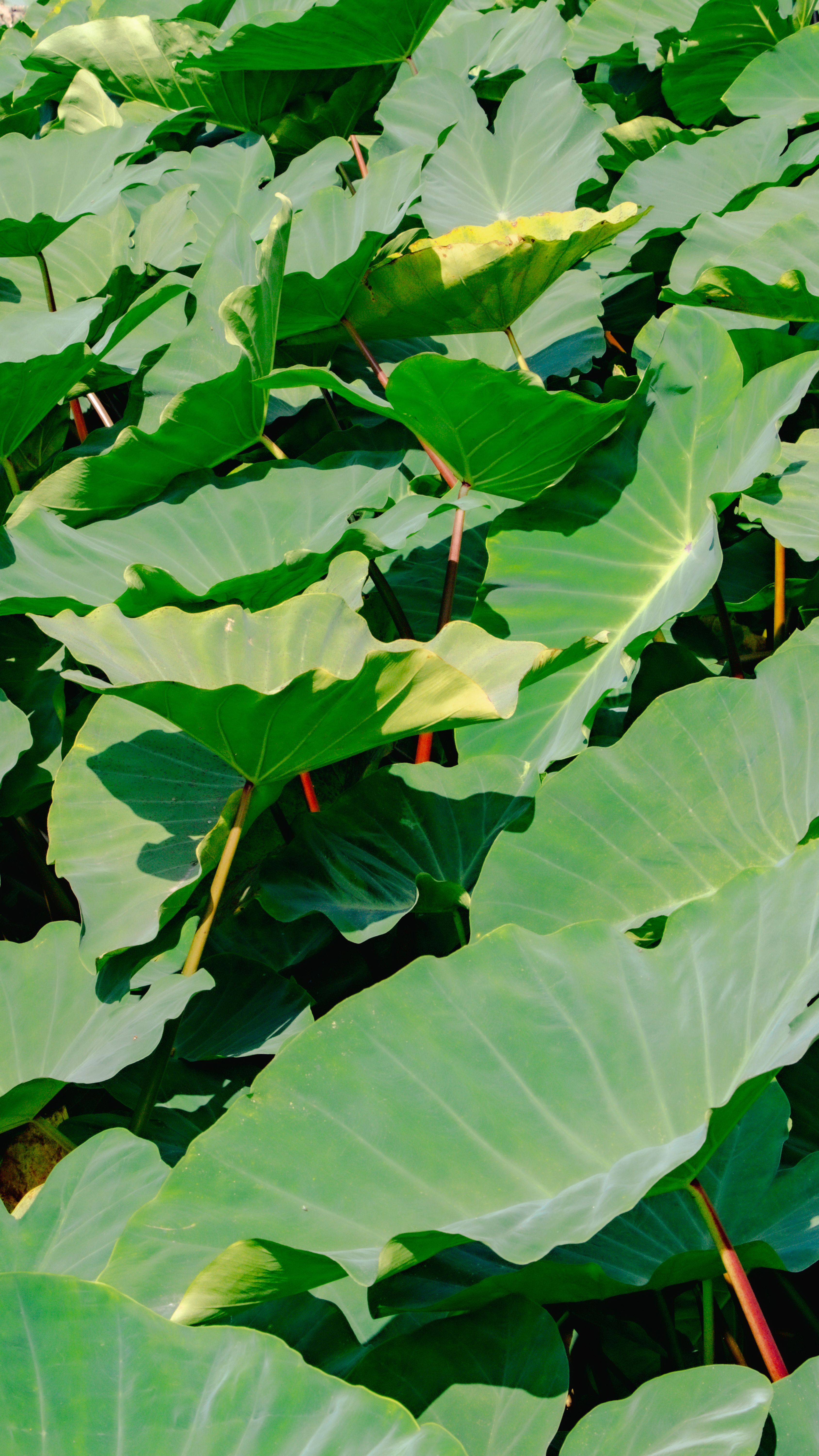 Taro leaves