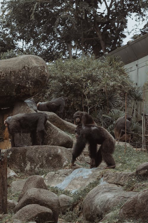 A group of gorillas standing in a zoo enclosure