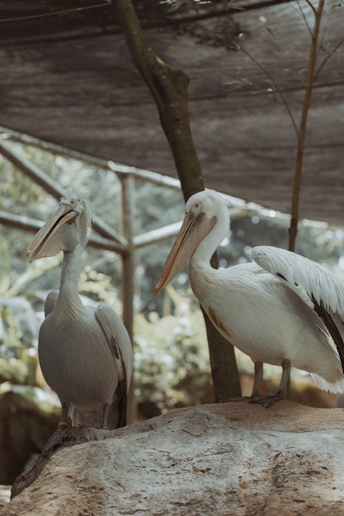 Two pelicans standing on a rock in a zoo