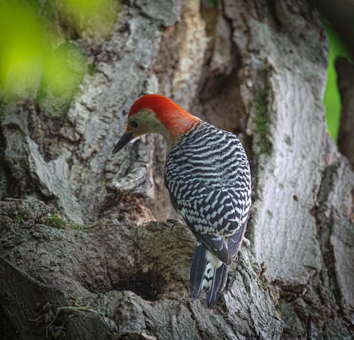 啄木鳥, 紅頭啄木鳥, 達連 的 免費圖庫相片