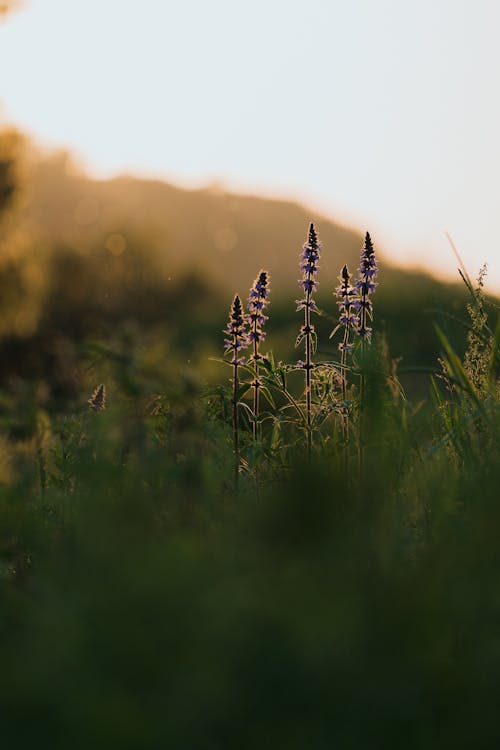 Foto profissional grátis de alvorecer, ao ar livre, área