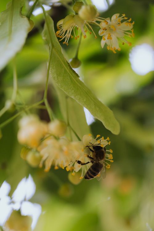 Free A bee gathering pollen on a linden flower, showcasing nature's pollination process. Stock Photo