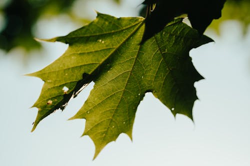 Gratis stockfoto met blad, bloemen, boom