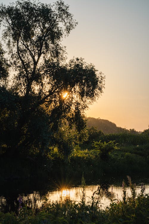 Gratis stockfoto met blad, boom, dageraad