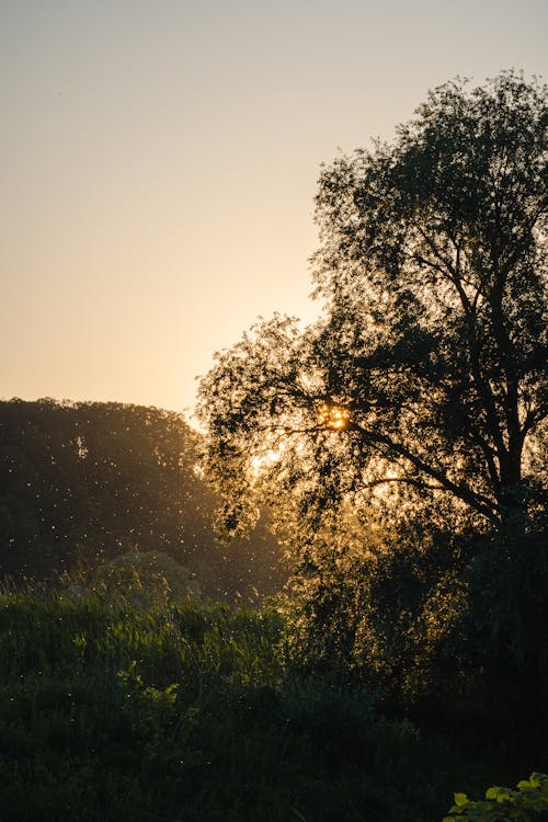 Foto profissional grátis de alvorecer, árvore, campo