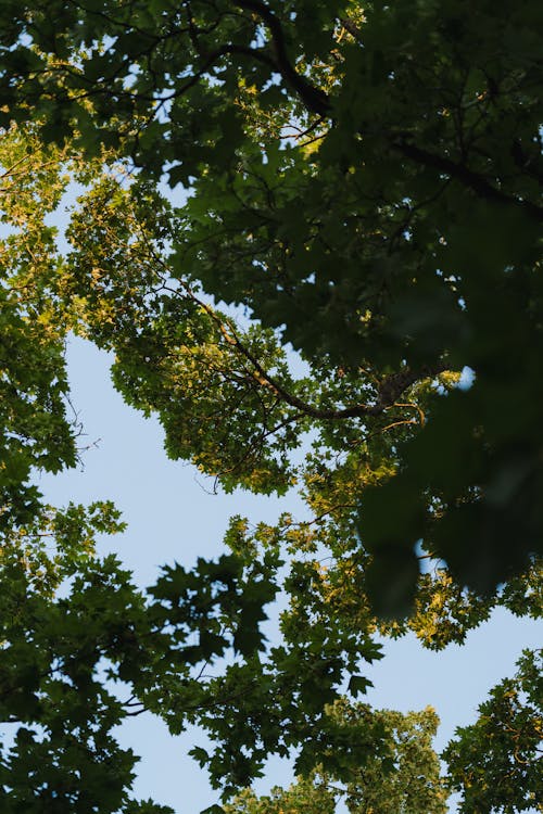 Gratis stockfoto met achtergrondlicht, blad, boom