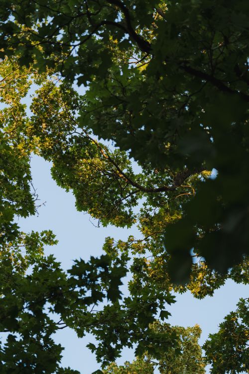 Free A peaceful view looking up through lush green oak leaves against a clear blue sky. Stock Photo