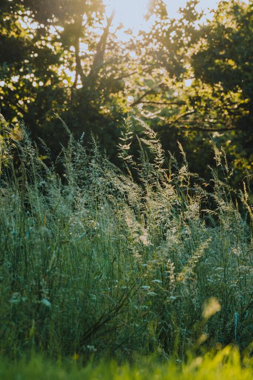 Free Sunlit grasses in a serene woodland setting at Hitzacker, Germany, capturing a warm summer evening. Stock Photo