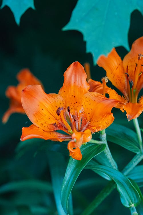 Gratis stockfoto met afzonderlijk, blad, bloem