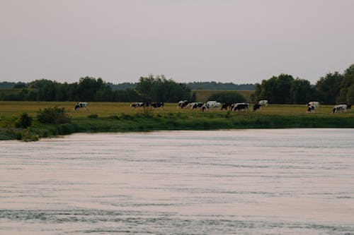 A herd of cows grazing on a grassy field near a river