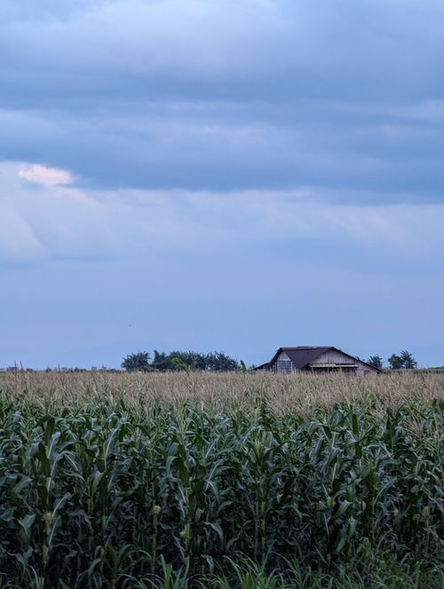 Free Wide view of a cornfield with a rustic farmhouse under a cloudy blue sky, depicting rural life. Stock Photo