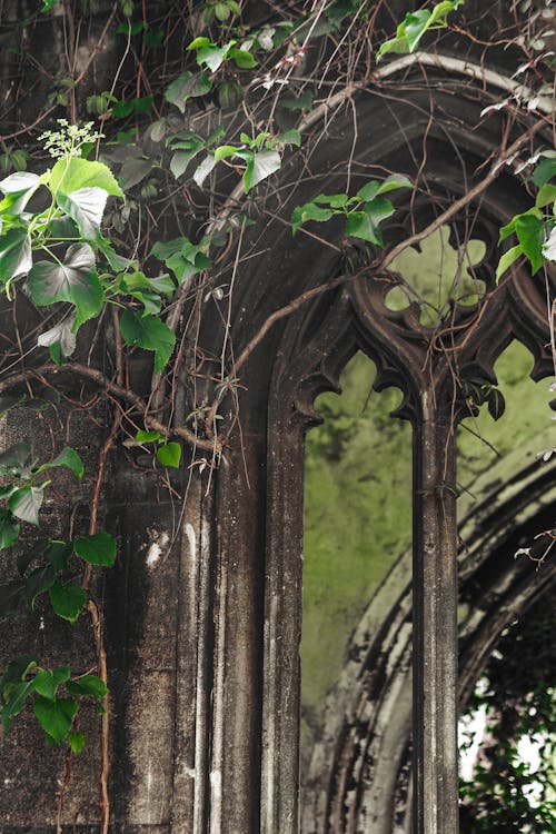 Imagine de stoc gratuită din abandonat, antic, arbore