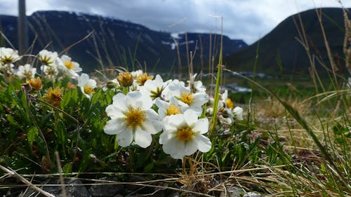 Δωρεάν στοκ φωτογραφιών με mountain avens, Ισλανδία, λουλούδι