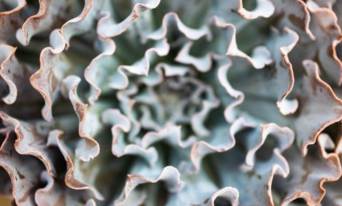 Free Detailed close-up of an agave plant showing unique leaf patterns and textures. Stock Photo