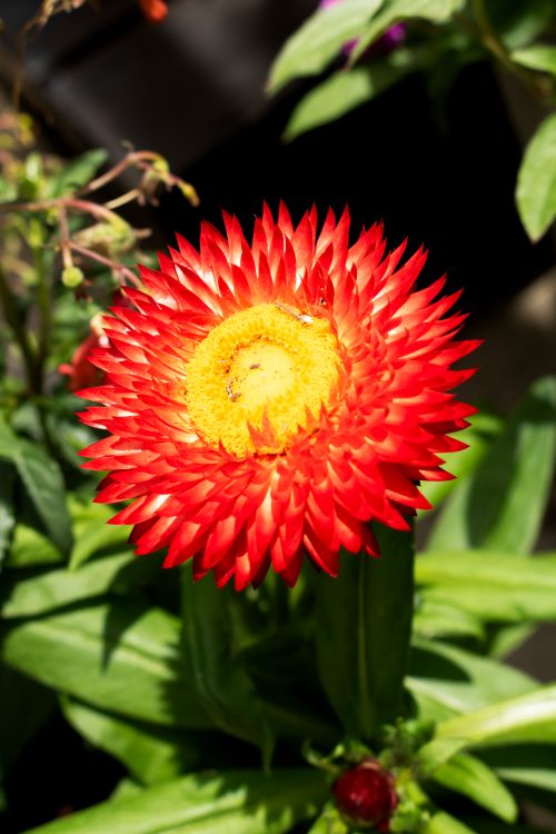 Free Vivid red strawflower in sunlight surrounded by lush green leaves, showcasing nature's beauty. Stock Photo