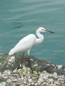 bird photo