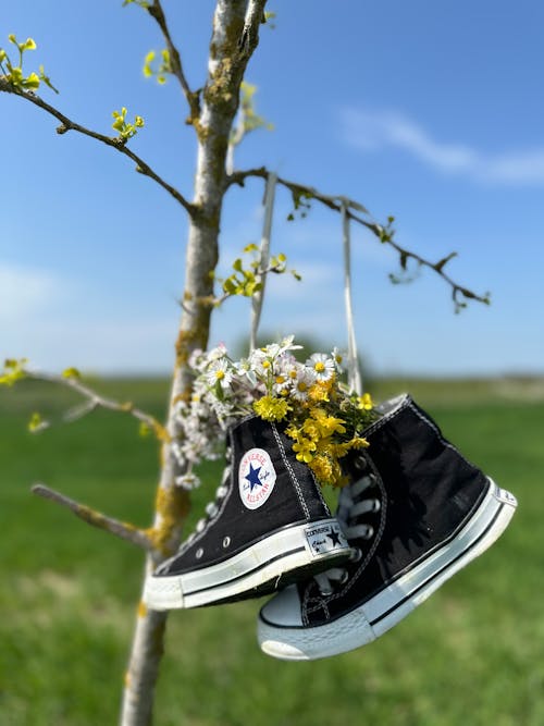 Converse sneakers hanging from a tree