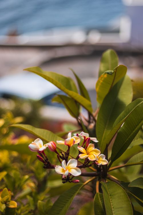 Free Close-up of colorful frangipani flowers with green leaves outdoors. Stock Photo