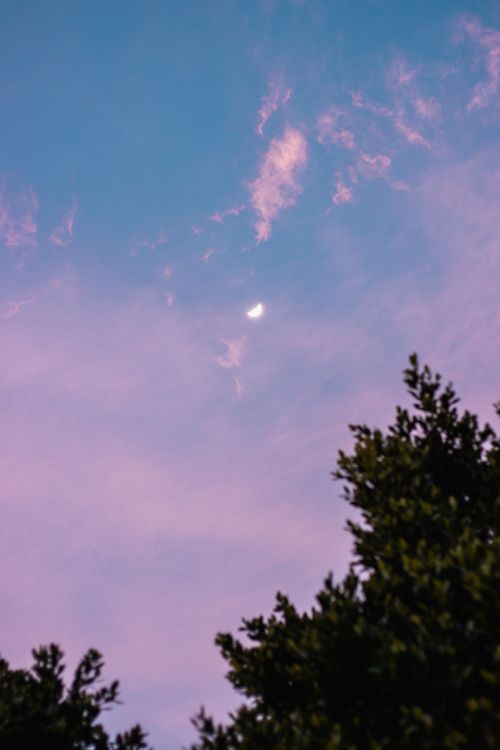 Free Beautiful crescent moon in a twilight sky with silhouetted treetops. Stock Photo