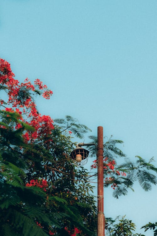가로등 기둥, 가지, 거리의 무료 스톡 사진