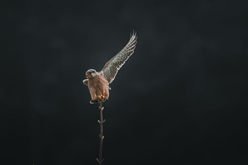 Fotografi Time Lapse Burung Bertengger Di Tanaman