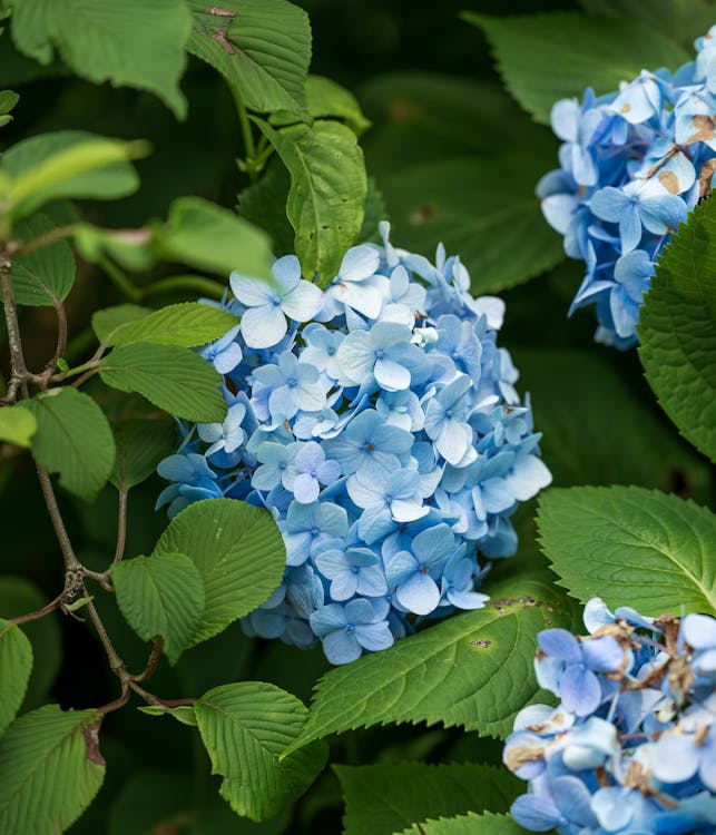 Kostnadsfri bild av blad, blomma, blomning