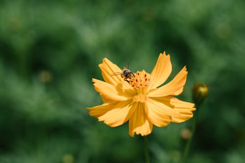 Photos gratuites de abeille, brillant, brouiller