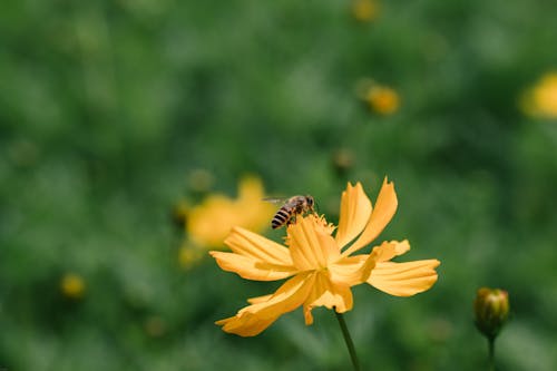 Foto d'estoc gratuïta de a l'aire lliure, abella, brillant