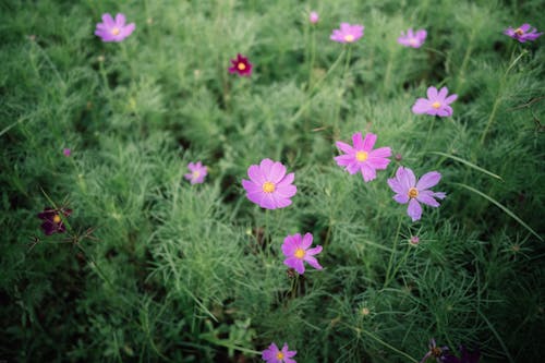 A field of purple flowers with green grass