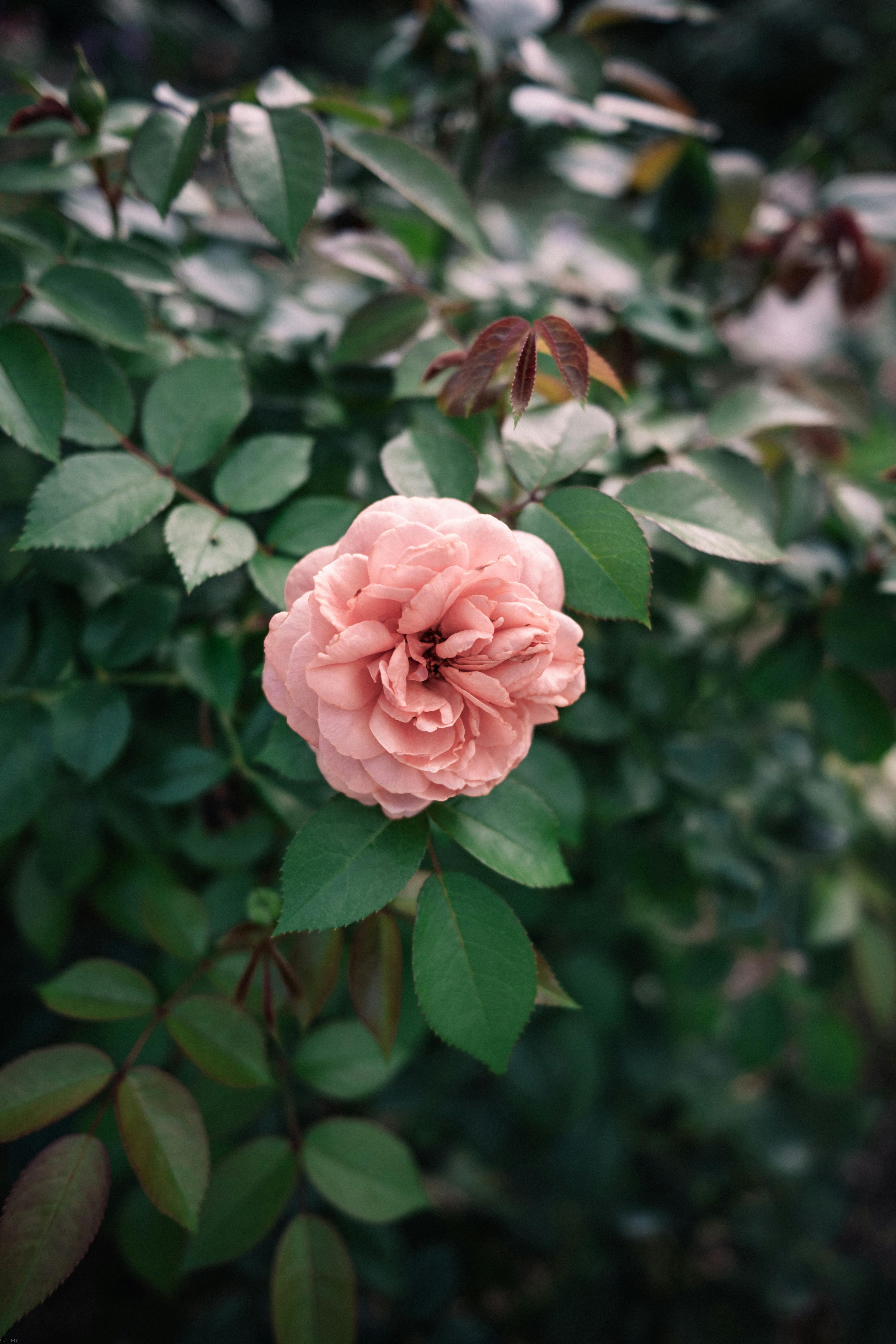 Close-up of a blooming pink rose surrounded by green leaves in an outdoor garden setting.