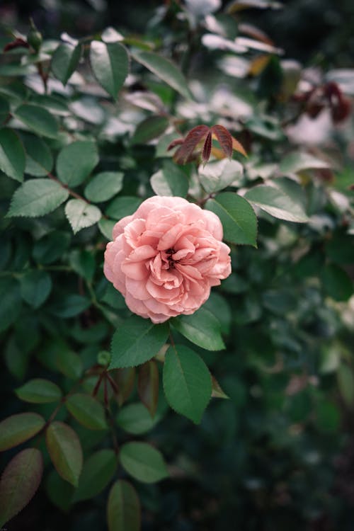 A pink rose is growing on a bush