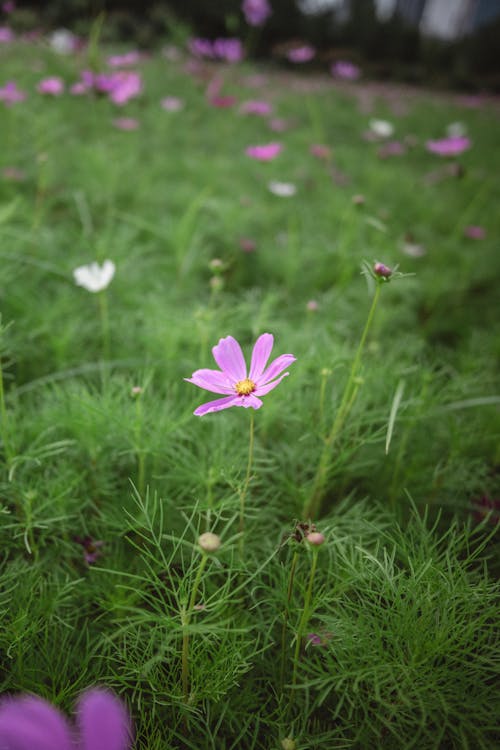 A pink flower in the middle of a green field