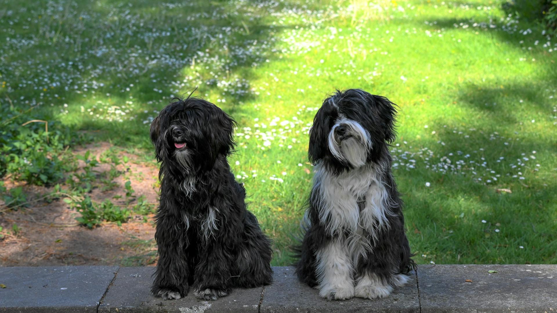 Close-up of Two Cute Dogs