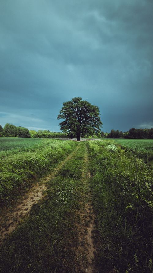 Free A solitary tree stands in lush green fields under a dramatic sky, offering a serene rural scene. Stock Photo