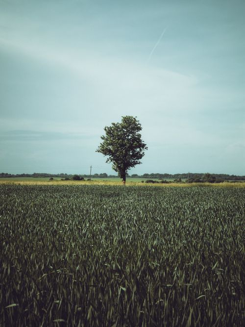 Free A lone tree stands tall in an expansive green countryside field under a blue sky. Stock Photo