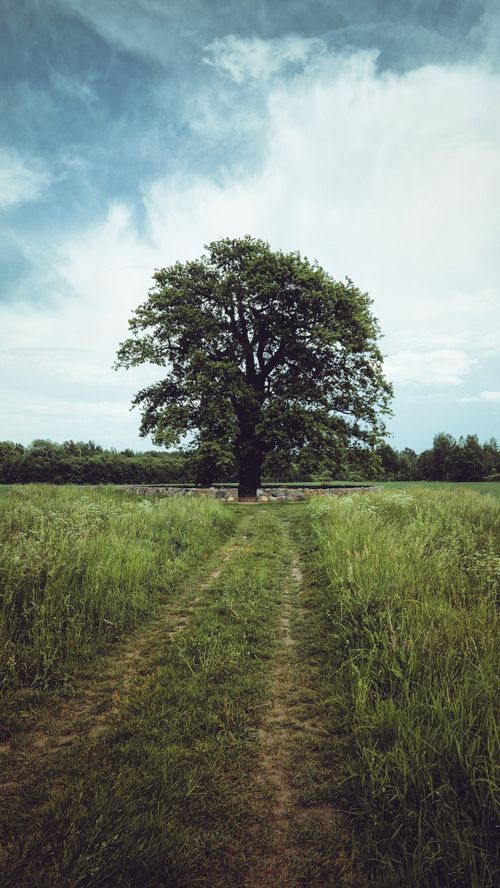Free A solitary tree stands majestically in a vibrant green meadow under a cloudy sky, capturing the essence of rural tranquility. Stock Photo