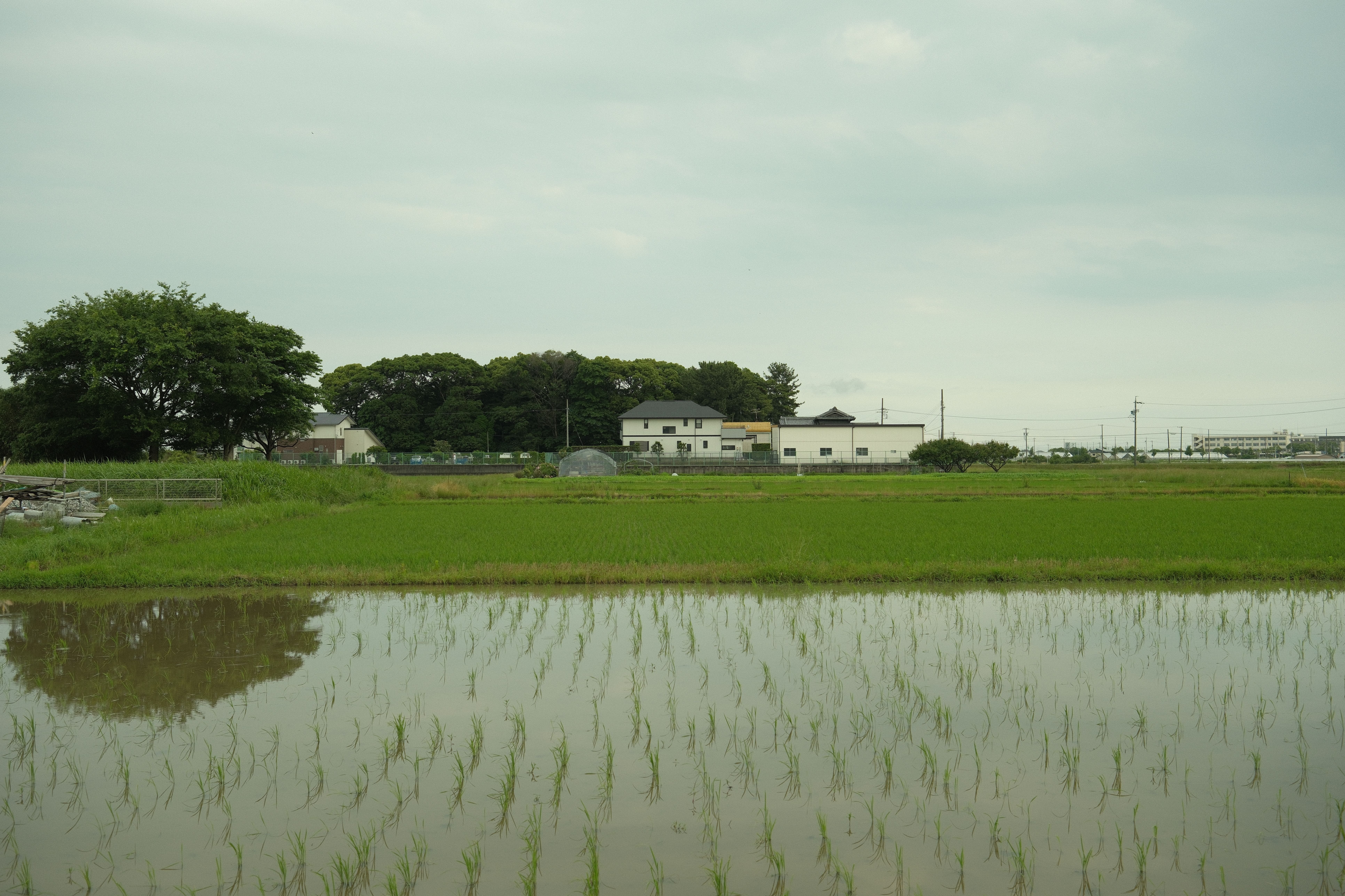 Peaceful rice field landscape in Toyohashi, Aichi, Japan showcasing rural life.