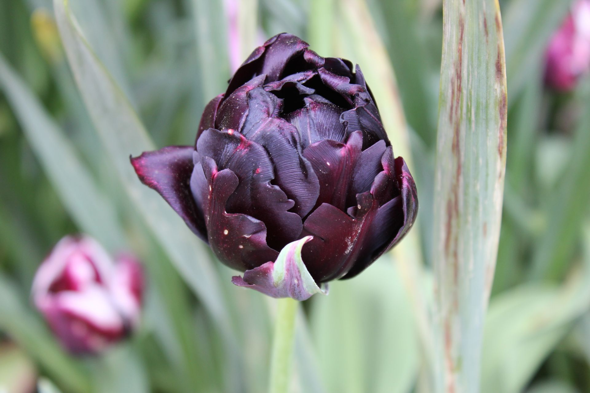 Close-up of a vibrant black tulip in bloom, captured in a Toronto garden.