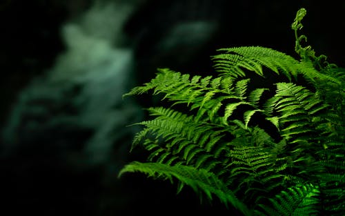 Free Photo of Fern Leaves in Dark Background Stock Photo