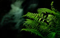 充满活力的绿色蕨类植物叶子在黑暗背景的映衬下形成鲜明对比