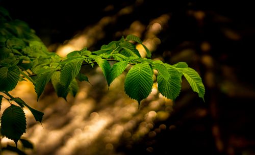 Free Detailed close-up of vibrant green leaves against a blurred bokeh background, conveying tranquility. Stock Photo