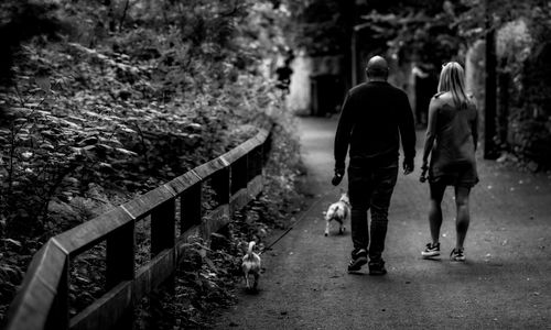 Free A couple enjoying a walk with their dogs along a forest path. Captured in black and white for a timeless feel. Stock Photo