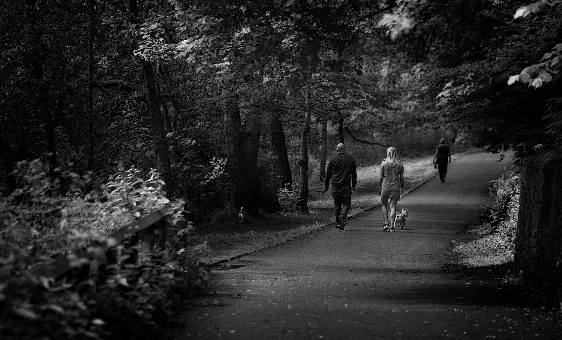 The evening dog walk