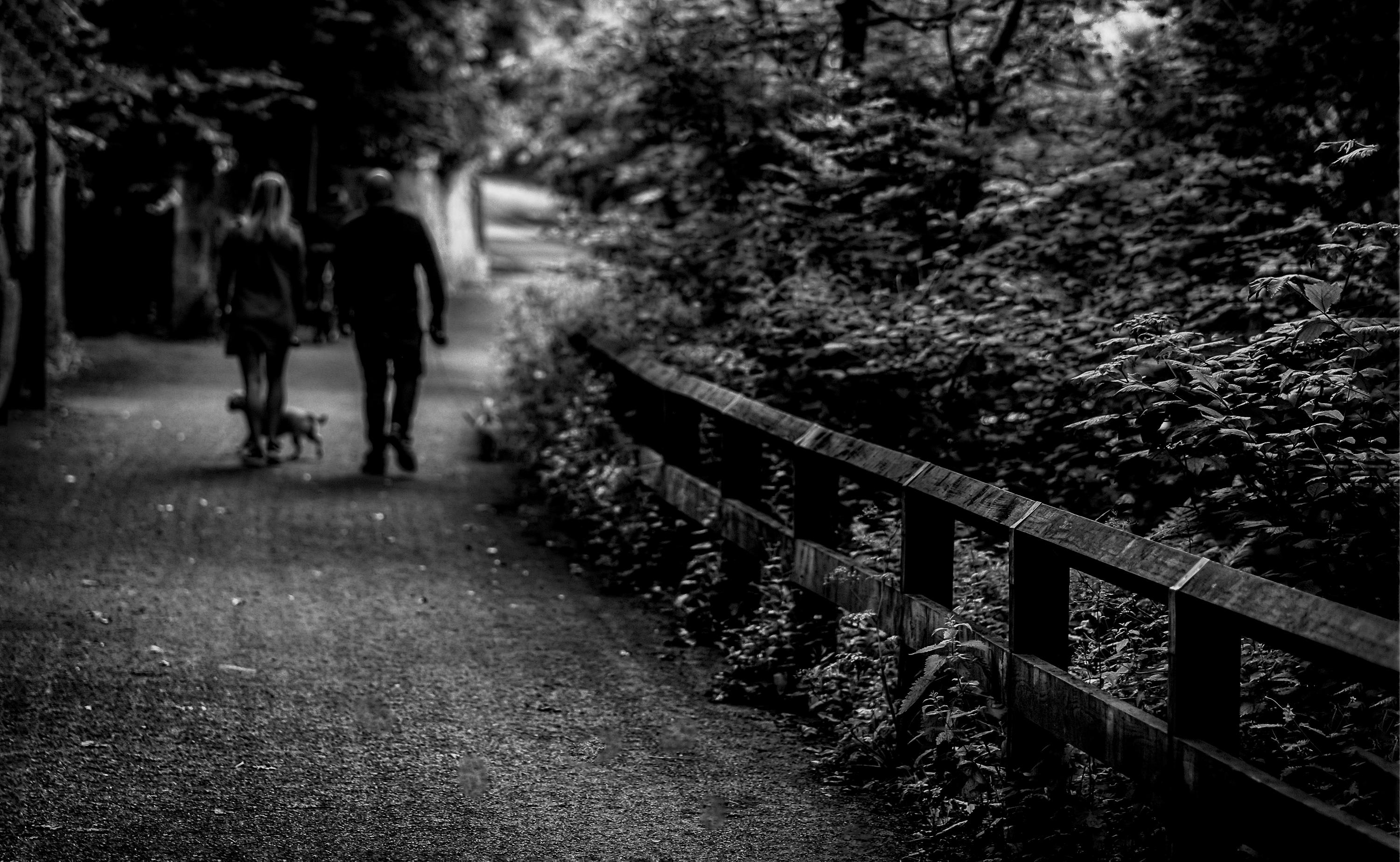 一对夫妇带着他们的狗，悠闲地走在一条单色森林的阴凉小路上