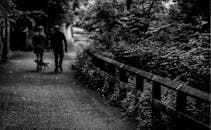 一对夫妇带着他们的狗，悠闲地走在一条单色森林的阴凉小路上