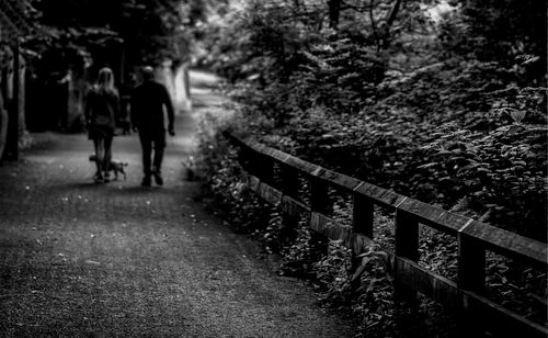 Free A couple leisurely walks with their dog on a shaded forest path in monochrome. Stock Photo