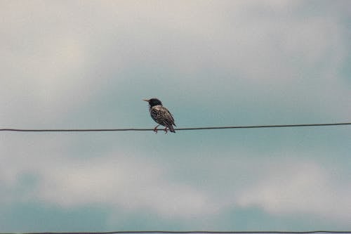 A bird sitting on a wire in the sky