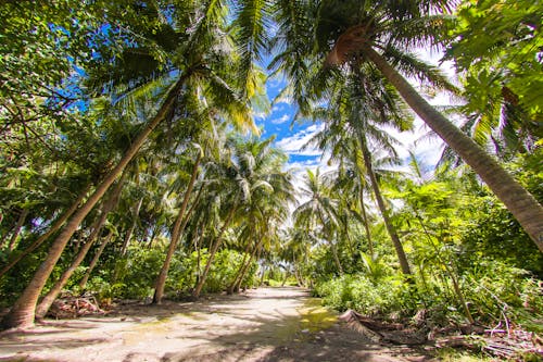 免费 路旁的椰子树 素材图片